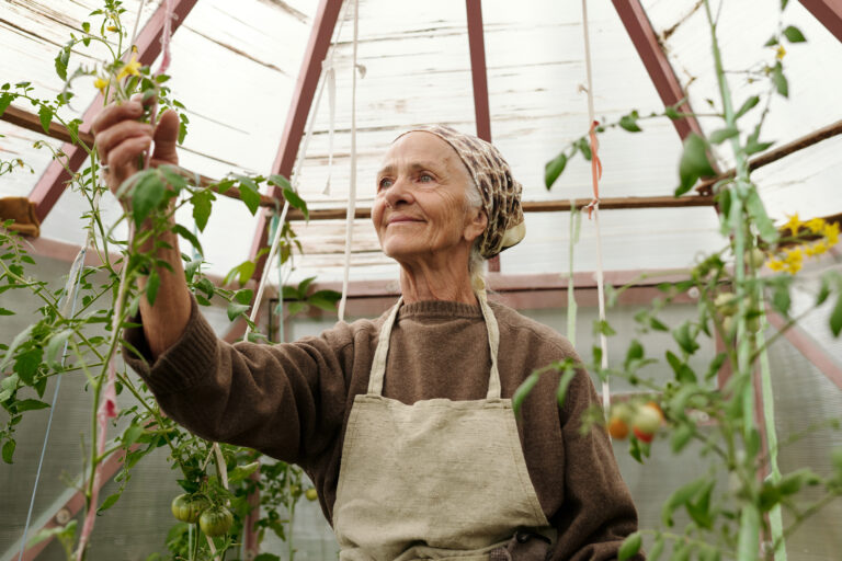 Smiling senior woman in headcloth and apron taking care of tomato plants while standing in front of camera in greenhouse